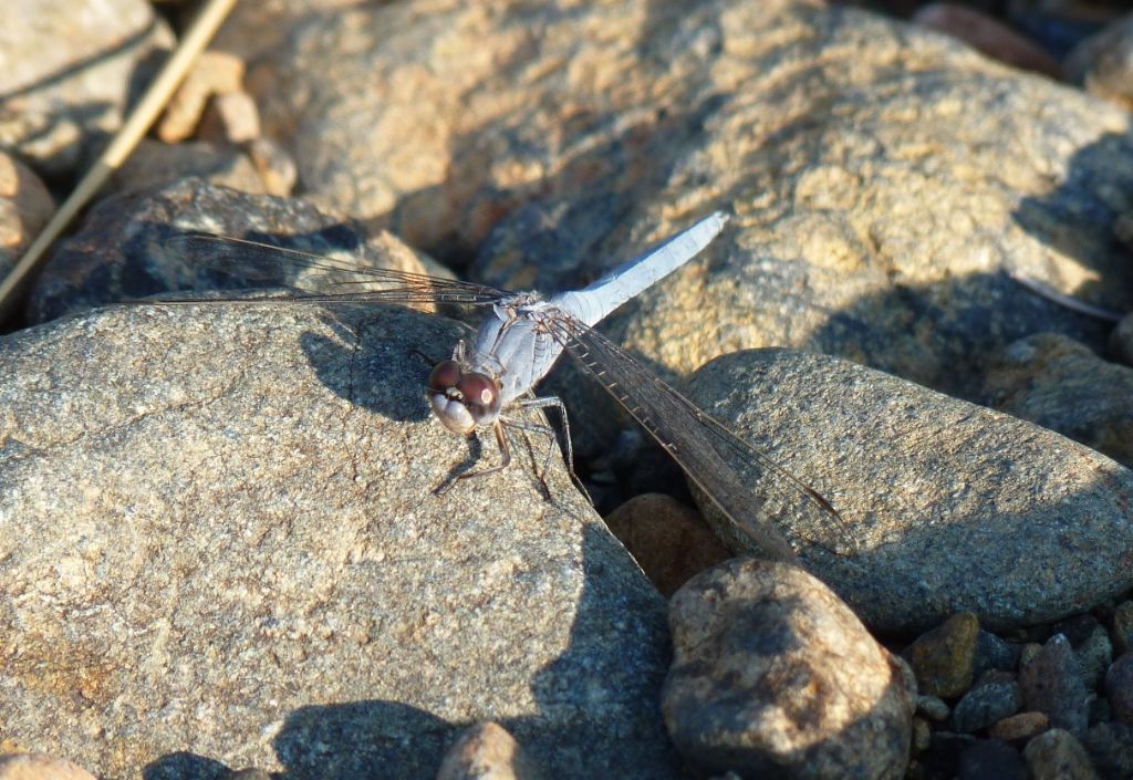 Orthetrum taeniolatum